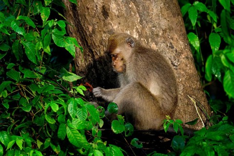 Long-tailed Macaque (Macaca fascicularis) in a tree, Borneo, Malaysia