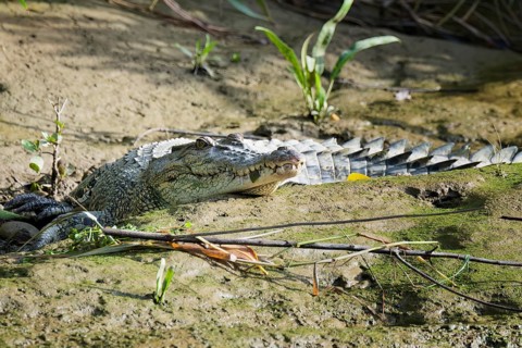 Saltwater crocodile (Crocodylus porosus) laying on a riverbank, Brunei