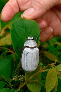 White Cockchafer Beetle on a leaf, Hand showing the size of the beetle Borneo, Malaysia