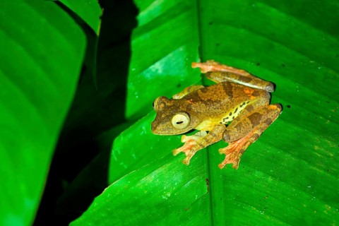 Harlequin Flying Tree Frog (Rhacophorus pardalis) sitting on a leaf, Borneo, Malaysia