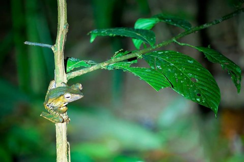 Borneo eared frog or File-eared tree frog (Polypedates otilophus), Borneo, Malaysia