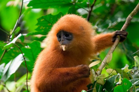 Red leaf monkey (Presbytis rubicunda) feeding on leaves, Borneo, Malaysia