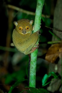 Horsfield's tarsier (Cephalopachus bancanus) or Western tarsier climbing a tree branch, Borneo,