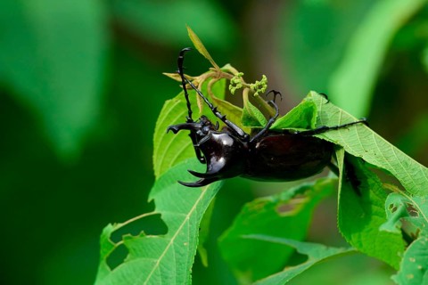 Rhinoceros beetle on a tree leaf, Borneo, Malaysia