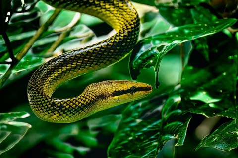 Gray tailed racer snake (Gonyosoma oxycephalum) between leaves, Borneo, Malaysia