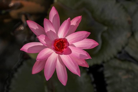 Water lily, Bali, Indonesia