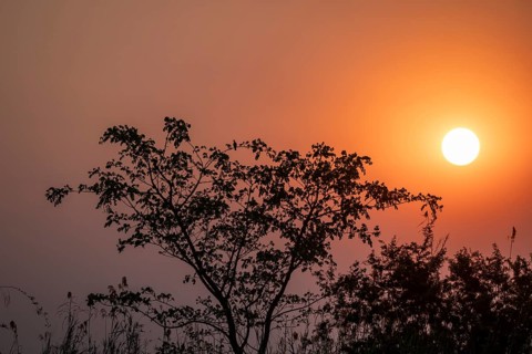 Tree with sunset, Zambezi region, Caprivi Strip, Namibia