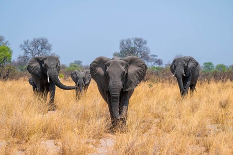 Herd of African elephants (Loxodonta africana) in dry savanna, Bwabwata National Park, Caprivi