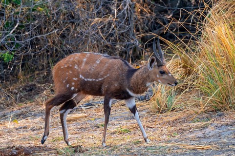 Schirrantilope or Bushbuck (Tragelaphus scriptus), Caprivi strip, Namibia