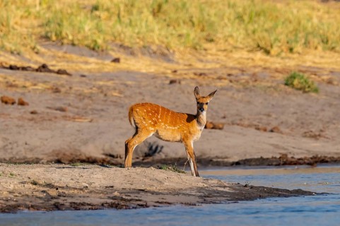 Bush buck (Tragelaphus sylvaticus) on the Okavango River, Caprivi Strip, Namibia