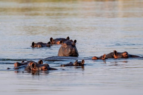 Group of hippos (Hippopatamus amphibius) in water, Okavango River, Caprivi Strip, Namibia