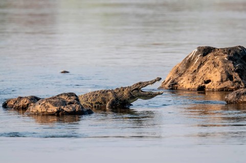 Nile crocodile (Crocodylus niloticus) runs on the Okavango River, Caprivi Strip, Namibia