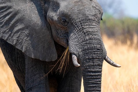 Animal portrait, African elephant (Loxodonta africana) in dry savanna, Bwabwata National Park,