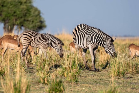 Herd of Steppe Zebras (Equus quagga), Ambient Light, Ihaha, Chobe National Park National Park,