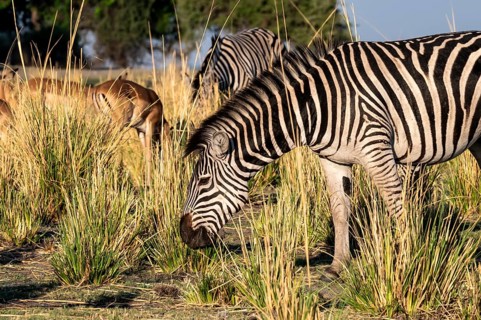 Steppe Zebra (Equus quagga), Ambient Light, Ihaha, Chobe National Park, Botswan