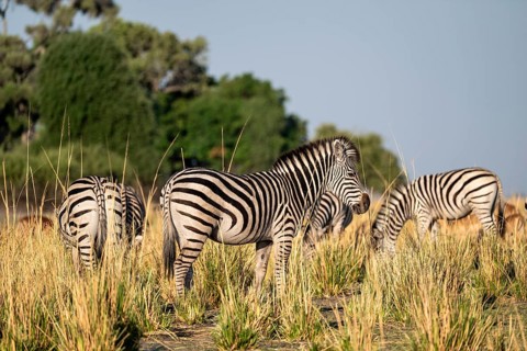Steppe Zebra (Equus quagga), Ambient Light, Ihaha, Chobe National Park, Botswan