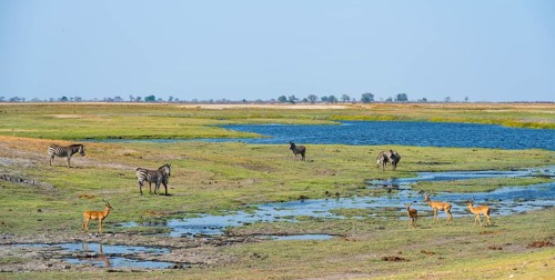 Impalas and steppe zebras (Equus quagga), landscape with Chobe River, Ihaha, Chobe National Park