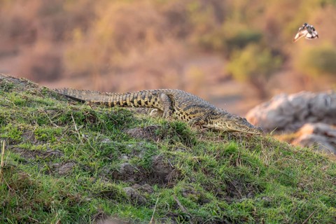 Nile crocodile (Crocodylus niloticus) runs on the Okavango River, Caprivi Strip, Namibia