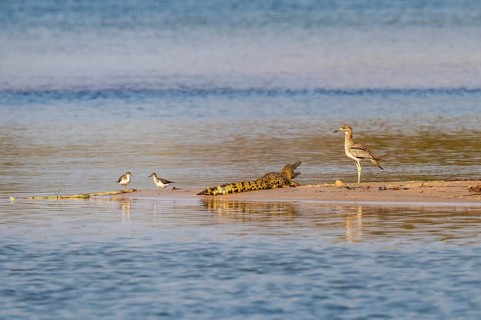 Baby Nile crocodile (Crocodylus niloticus) on the Okavango River, Caprivi Strip, Namibia
