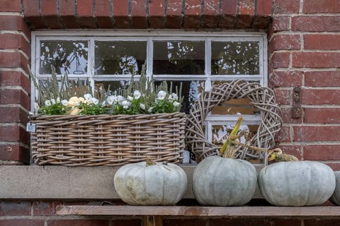 Stable window with flower decoration and pumpkins, North Rhine-Westphalia, Germany