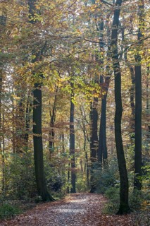 Forest trail in autumn light with tall trees and colorful foliage on the ground, Münsterland, North