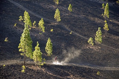 Europe, Spain, Canary Islands, Tenerife, Teide National Park, Mirador de Chio, Canary pine (Pinus