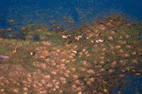 Herd of letschwe (Kobus leche), lychee bog antelope, riverbank, river landscape, aerial view,