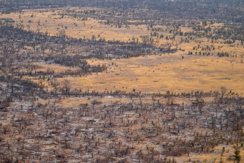 Dry savanna and forest, aerial view, near Maun, Botswana