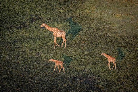 Cape giraffe (Giraffa giraffa giraffa), mother with two young animals, aerial view, Okavango Delta,