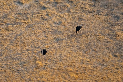 African ostrich (Struthio camelus), aerial view, Okavango Delta, Botswana