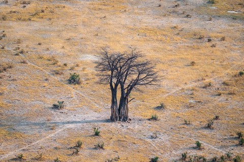 Baobab, landscape, aerial view of the Okavango Delta, near Maun, Okavango Delta, Botswana