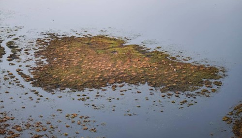 Island in swamp area with animals, landscape, aerial view of the Okavango Delta, near Maun,