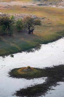 Elephant in a tree, landscape, aerial view of the Okavango Delta, near Maun, Okavango Delta,