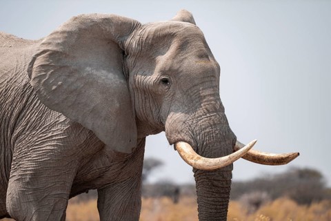 Animal portrait, African elephant (Loxodonta africana), Nxai Pan National Park, Botswana