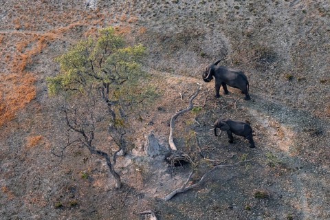 African elephant (Loxodonta africana) in dry savanna, aerial view, Okavango Delta, Botswana