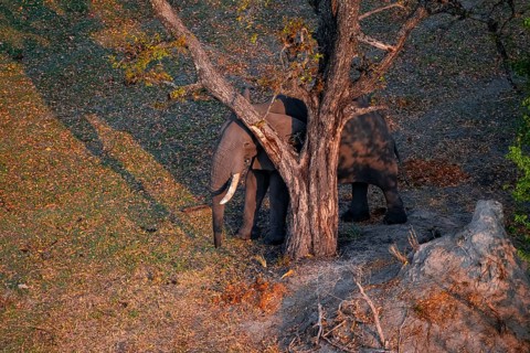 African elephant (Loxodonta africana) next to a tree in dry savanna, aerial view, Okavango Delta,