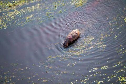 Single hippopatamus (Hippopatamus amphibius) with injury in water, aerial view, Okavango Delta,
