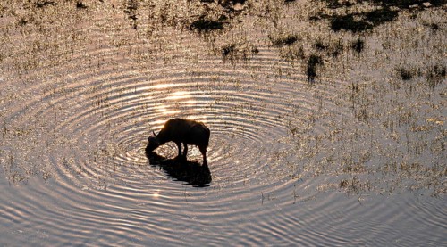 Single kaffir buffalo (Syncerus caffer caffer), sunrise, drinking in the river, aerial view,