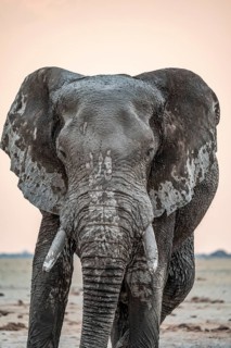 Animal Portrait, Dramatic African Elephant (Loxodonta africana), at a waterhole, Nxai Pan National