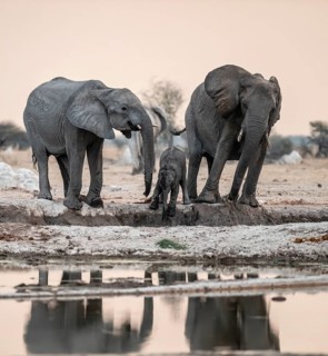 Animal family with baby elephant, African elephants (Loxodonta africana), drinking at the