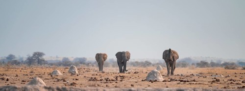 African elephant (Loxodonta africana), at waterhole, Nxai Pan National Park, BotswanaThree African