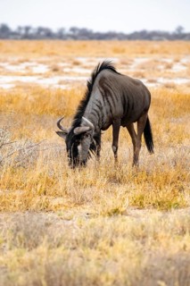 Striped Gnu (Connochaetes taurinus), Etosha National Park, Namibia