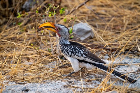 Yellow-billed Hornbill (Tockus leucomelas), Etosha National Park, Namibia