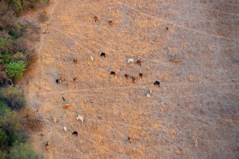 Animal husbandry in dry savanna landscape, near Maun, aerial view, Okavango Delta, Botswana