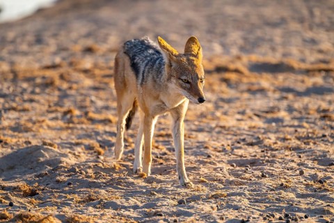 Black-backed jackal (Lupulella mesomelas), Savuti, Chobe National Park National Park, Botswana