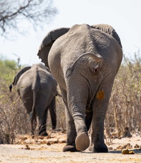 African elephant (Loxodonta africana) craps, animal droppings, funny, Savuti, Chobe National Park