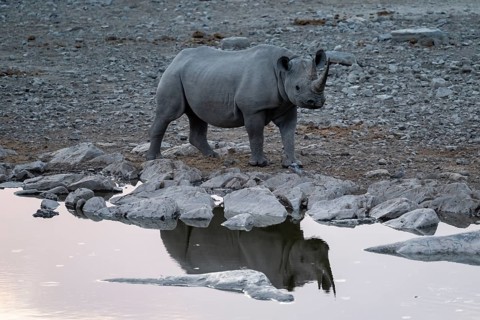 Black rhinoceros (Diceros bicornis) at Halali Waterhole, Etosha National Park, Namibia