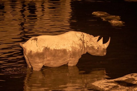 Night view of black rhinoceros (Diceros bicornis) at Halali waterhole, Etosha National Park,
