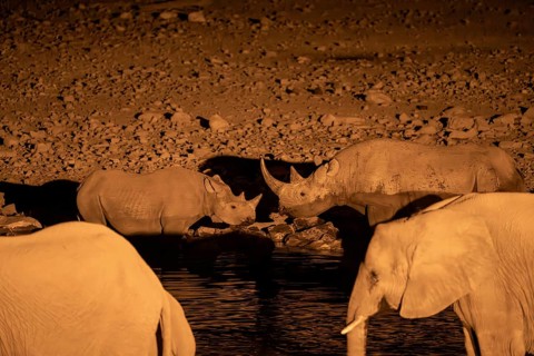 Night view of black rhinoceros (Diceros bicornis) and African elephant at Halali waterhole, Etosha