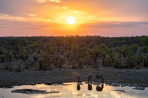 Sunset, steppe zebras (Equus quagga) at Halali waterhole, Etosha National Park, Namibia